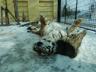 写真：1月17日ココア4