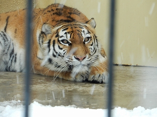 写真：12月5日ココア1