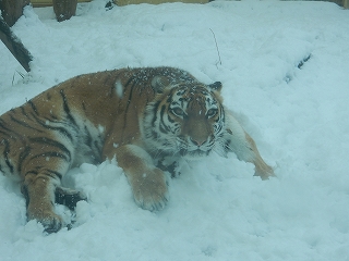 写真：12月5日ココア2