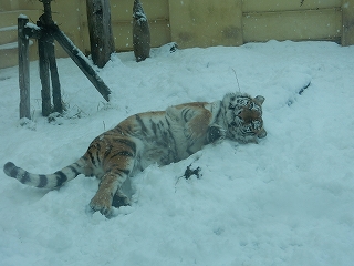 写真：12月5日ココア4