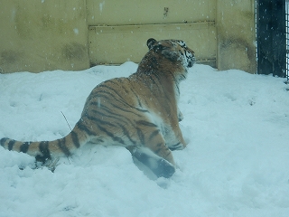 写真：12月5日ココア3