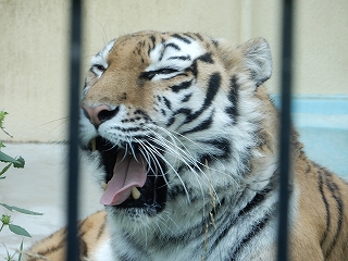 写真：8月5日ココア3