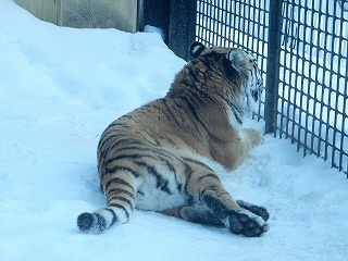 写真：2月4日ココア2