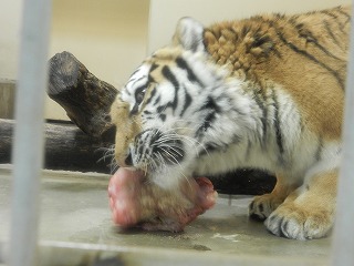 写真：ココア食事中