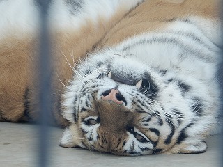 写真：2月17日ココア2