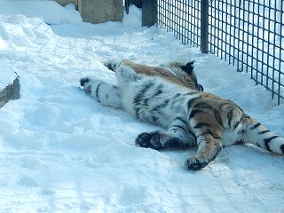 写真：1月6日ココア2