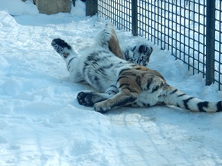 写真：1月6日ココア3