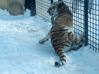 写真：1月6日ココア5