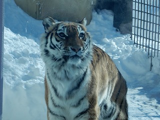 写真：1月26日ココア6