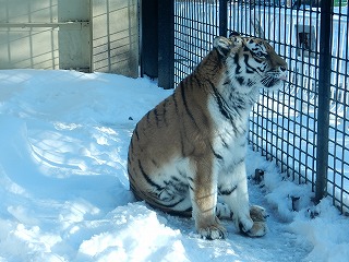 写真：12月10日ココア2