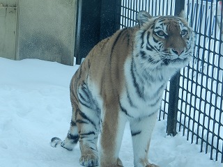 写真：12月27日ココア1