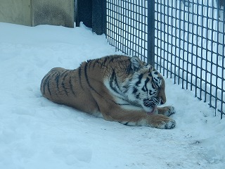 写真：12月27日ココア2