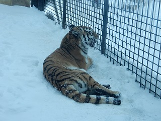 写真：12月27日ココア3