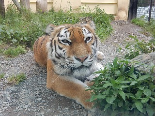 写真：8月2日ココア1