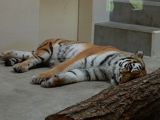 写真：8月24日ココア1