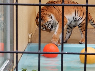 写真：7月2日ココア3