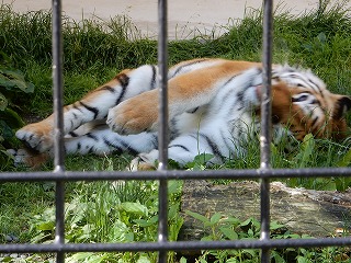 写真：6月24日ココア3