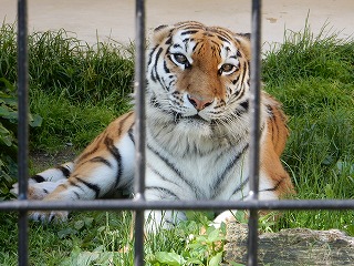 写真：6月24日ココア4