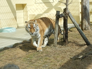 写真：4月2日ココア1