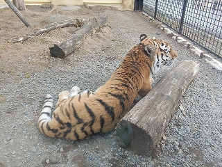 写真：4月2日ココア3