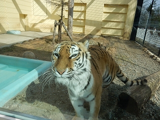 写真：4月2日ココア2