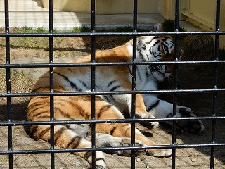 写真：4月16日ココア3