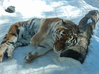 写真：3月4日ココア1