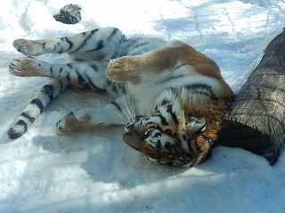 写真：3月4日ココア2