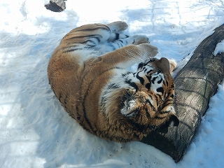 写真：3月4日ココア3