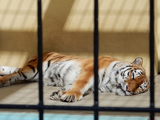 写真：3月12日ココア1