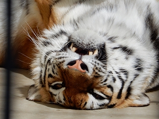 写真：3月12日ココア3