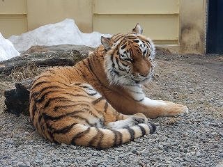 写真：3月24日ココア3