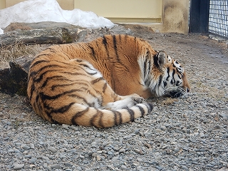 写真：3月24日ココア2