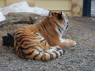 写真：3月24日ココア1