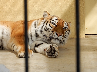 写真：2月20日ココア1