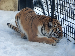 写真：2月25日ココア2