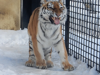 写真：2月25日ココア3