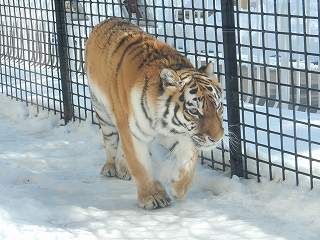 写真：2月25日ココア4