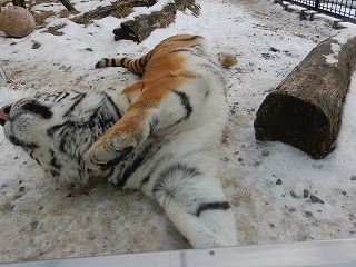 写真：1月7日ココア4