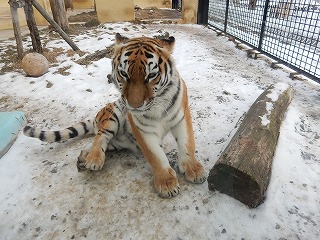 写真：1月7日ココア5