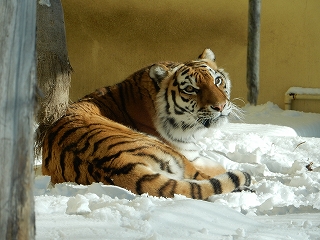 写真：1月14日ココア2