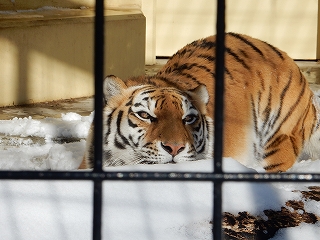 写真：1月14日ココア3