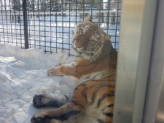 写真：1月30日ココア1