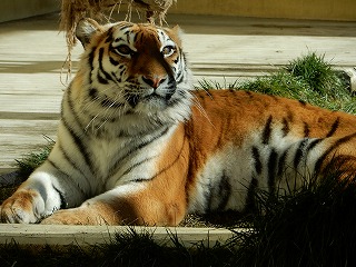 写真：12月18日ココア1