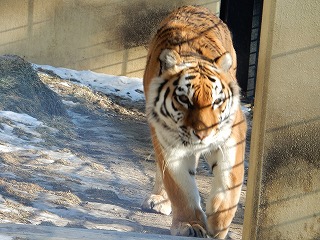 写真：12月30日ココア2