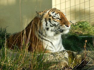 写真：11月17日ココア1