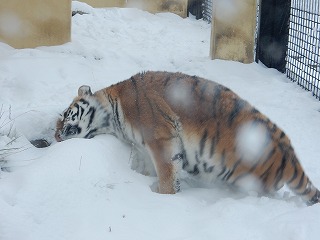 写真：11月24日ココア4