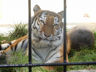 写真：10月16日ココア1