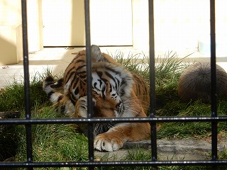 写真：10月16日ココア2