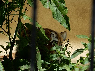 写真：7月3日ココア3